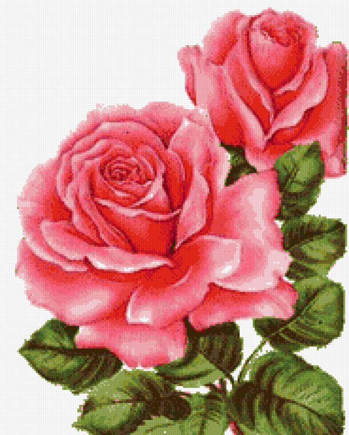 №630679 - розы - предпросмотр