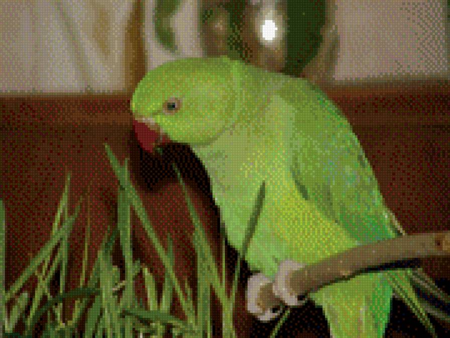 попугай - предпросмотр