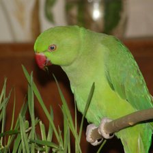 Схема вышивки «попугай»