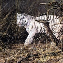 Схема вышивки «bialy tygrys»