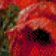 Предпросмотр схемы вышивки «маки» (№630859)