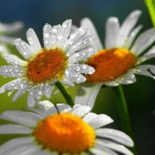 Схема вышивки «№630919»