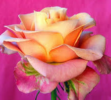 Схема вышивки «роза»