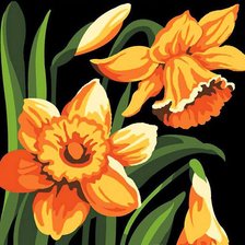 пионы 8 цветов гамма