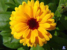 Схема вышивки «цветок»