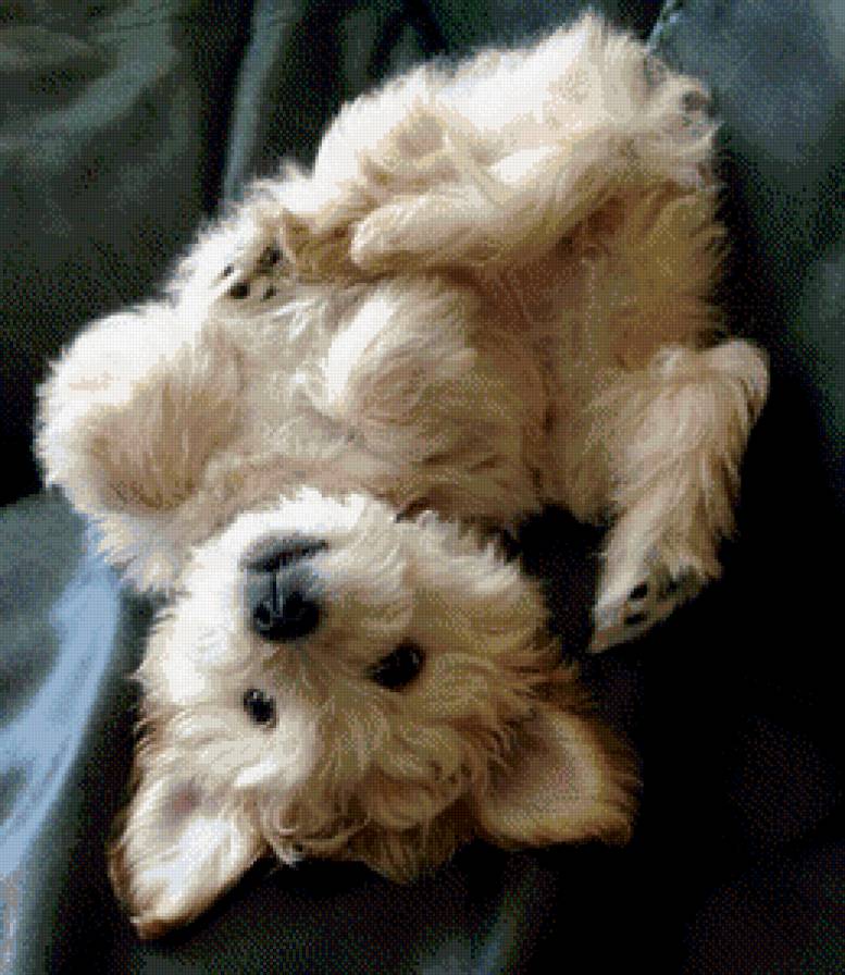 Щенок - собака, щенок - предпросмотр