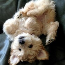 Схема вышивки «Щенок»