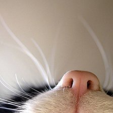 Схема вышивки «Кот»