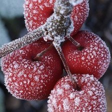 Схема вышивки «вишня зимой»