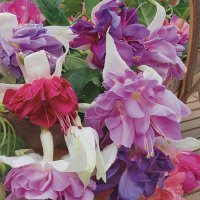 Схема вышивки «фуксия»