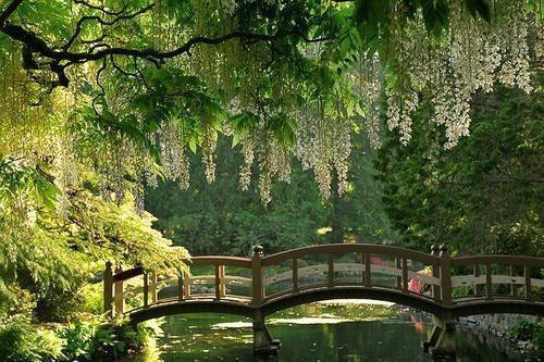 пруд - природа - оригинал