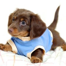 Схема вышивки «Такса»