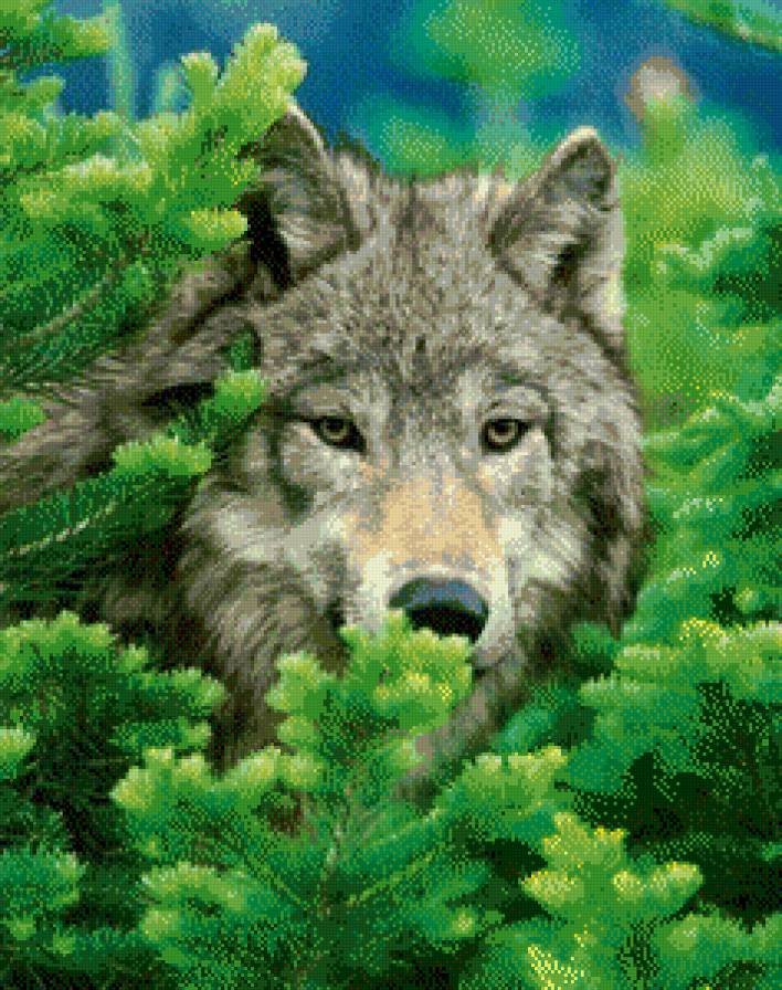 Волк - животные, хвоя, природа, зелень, весна, волк, ель - предпросмотр