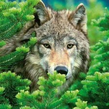 Схема вышивки «Волк»