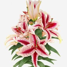 Схема вышивки «Из цикла акварельные миниатюры.»