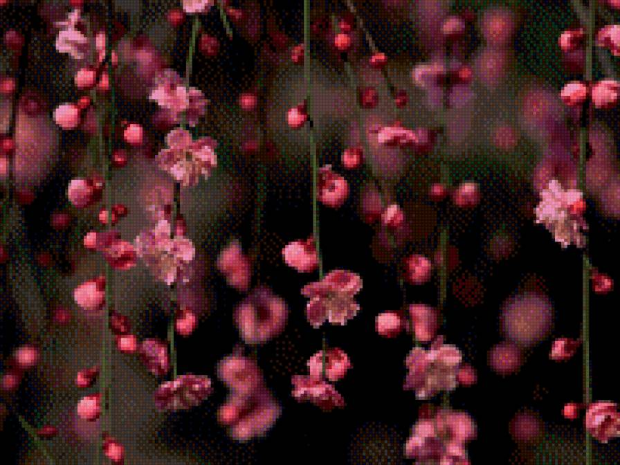 сакура - сакура - предпросмотр