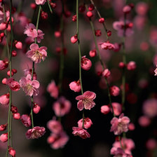 Схема вышивки «сакура»