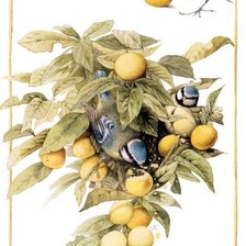 Схема вышивки «Птицы»