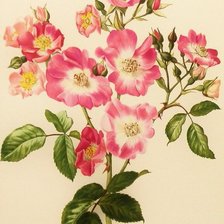 Схема вышивки «Розы»