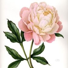 Схема вышивки «Пион»