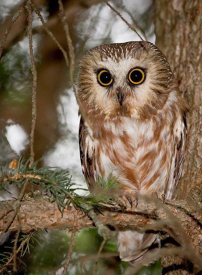 Ночная птица - лес, филин - оригинал