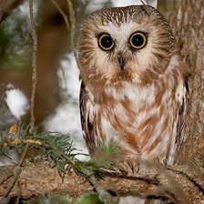 Схема вышивки «Ночная птица»