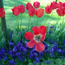 Схема вышивки «yvavilebi»