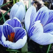 Схема вышивки «КРОКУСИ»