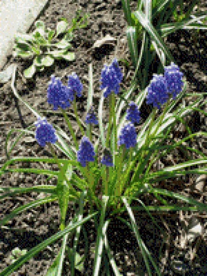 МУСКАРИ - квіти - предпросмотр