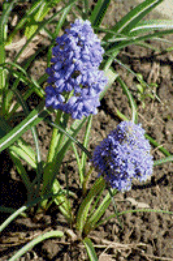МУСКАРИ - квіти - предпросмотр