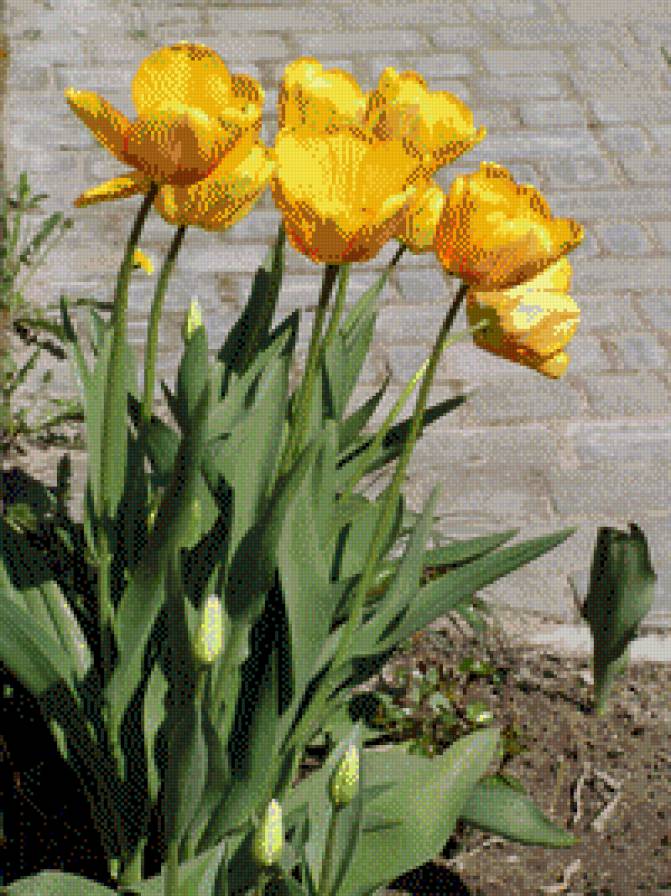 ТЮЛЬПАНИ - квіти - предпросмотр