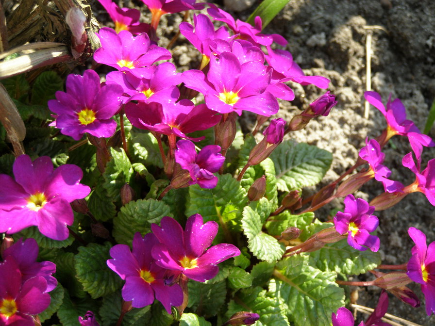 ПРИМУЛА - квіти - оригинал