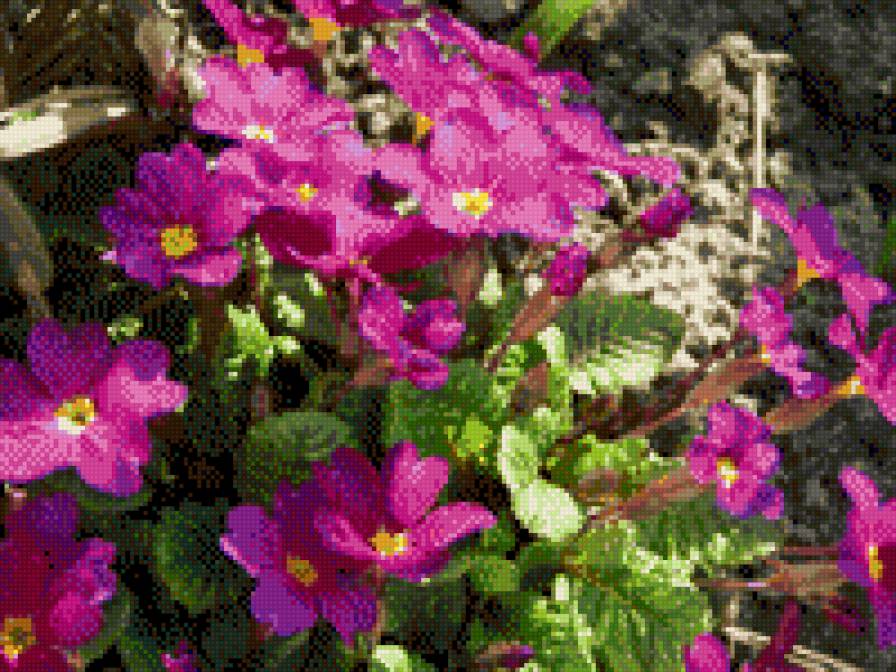 ПРИМУЛА - квіти - предпросмотр