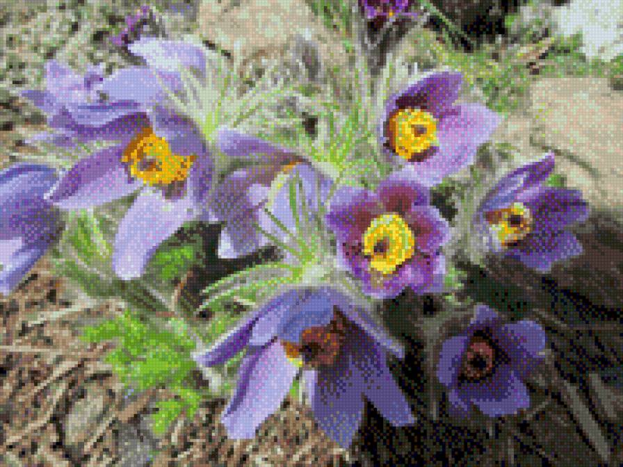 СОНТРАВА - квіти - предпросмотр