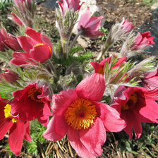 Схема вышивки «СОНТРАВА»