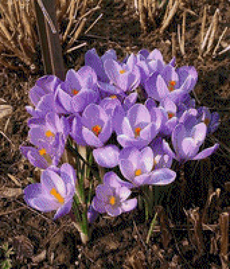 КРОКУСИ - квіти - предпросмотр