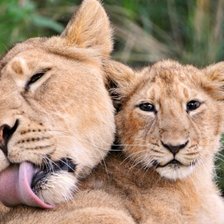 Схема вышивки «львы»