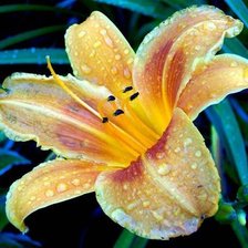 Схема вышивки «Лилия»