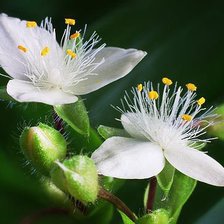 Схема вышивки «№632635»