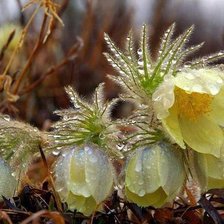 Схема вышивки «№632637»