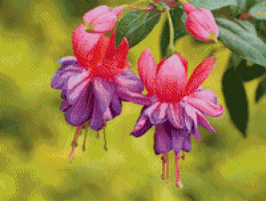 фуксия 2 - природа, сад, цветок - предпросмотр