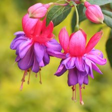 Схема вышивки «фуксия 2»