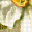 Предпросмотр схемы вышивки «НАРЦИСИ» (№632759)