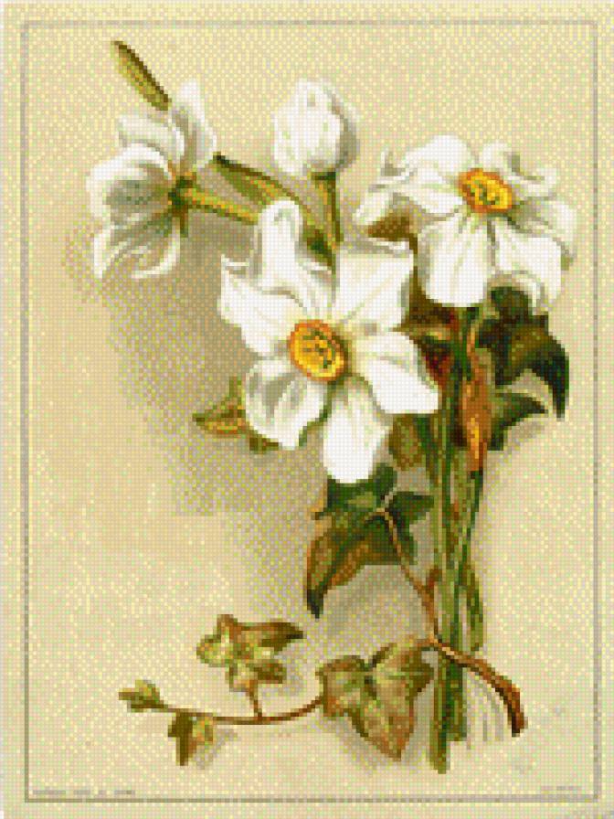 НАРЦИСИ - квіти - предпросмотр