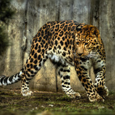 Схема вышивки «Lampart»