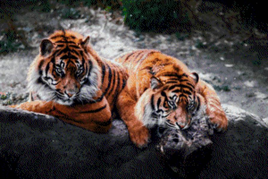 Tygrysy - предпросмотр