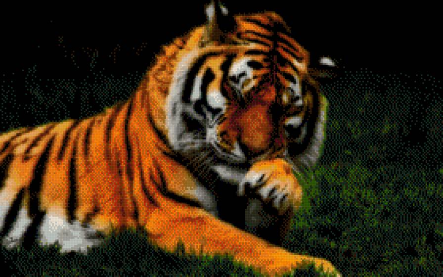 Tygrys - tygrys - предпросмотр