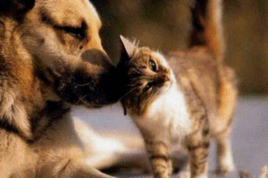 Пушистый друг - животные, собака, кошка - предпросмотр