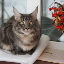 Схема вышивки «МЕЙН КУН»