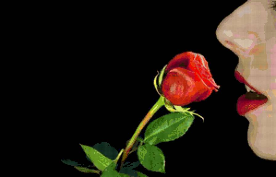 роза восторга - роза, девушка - предпросмотр